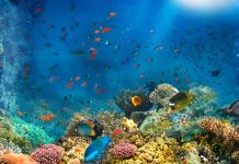 ISA: Working for the benefit of the ocean, marine wildlife, and humanity marine environment