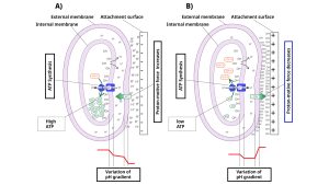 quantum coatings