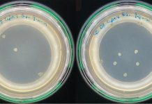 Controlling body temperature to fight antibiotic resistance antibiotic resistance