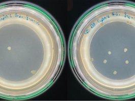 antibiotic resistance