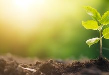 Embracing biodiversity: The key to a healthy diet and sustainable agriculture biodiversity