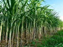 energy crops, biodiversity