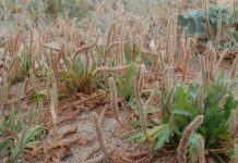 Combined environmental stressors amplify threats to coastal plants, study finds coastal plants, environmental stressors