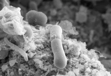 Scientists discover superbug’s rapid path to vancomycin resistance vancomycin resistance, c. diff