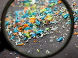 Phytoremediation is a promising method to combat microplastic pollution