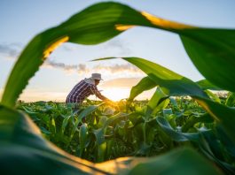 The EXCALIBUR project is innovating the production and formulation of biofertilisers and biopesticides