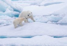 ArcticNet: Advancing knowledge on the Arctic