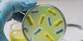 antimicrobial resistance