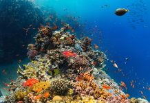 New genetic web tool can help restore climate-resilient marine ecosystems marine ecosystems