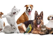 Addressing antibiotic resistance in pets with better diagnostics antibiotic resistance in pets