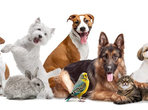 antibiotic resistance in pets