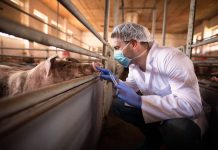 How the livestock sector can tackle AMR for a sustainable farming future How the livestock sector can tackle AMR for a sustainable farming future