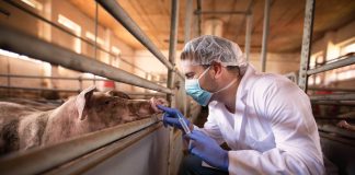 How the livestock sector can tackle AMR for a sustainable farming future