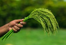 EU and Ireland set to collaborate on agri-food research agri-food