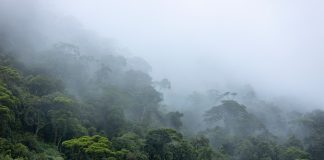 Study unveils role of cloud condensation nuclei in Amazon rainfall dynamics