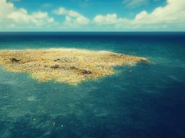 North Pacific Garbage Patch