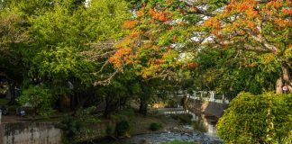 nature recovery, cop16