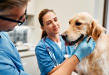 A One Health approach to tackling antimicrobial resistance in animals antimicrobial resistance in animals