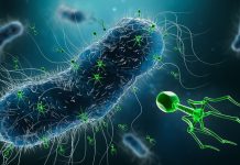 Bacteriophage therapy offers hope for drug-resistant infections Bacteriophage therapy