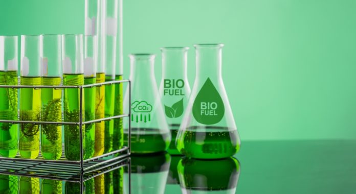 energy crops for biofuel
