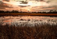 Savannah State University researchers investigate microplastics in coastal Georgia’s aquatic systems coastal georgia