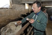 Bluetongue virus restrictions ease as we enter ‘low period’ bluetongue virus