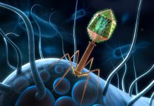 From wastewater to wound care: How phages are found, harvested, and used phages