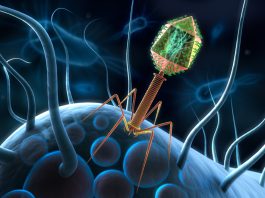 phages