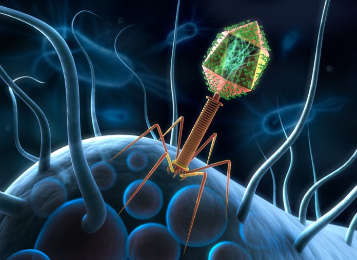 phages