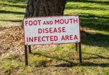 UK Government tightens measures after Foot and Mouth Disease outbreak in Germany foot and mouth disease