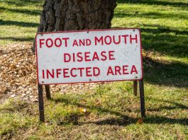 foot and mouth disease