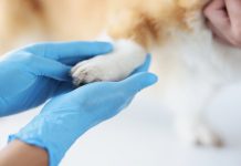 Enhancing animal health and welfare: WOAH launches The Animal Echo animal health and welfare