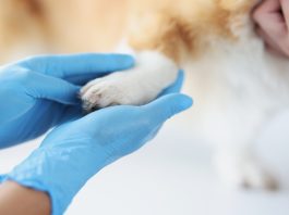 animal health and welfare