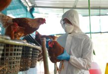 Bird flu prevention zone ordered for whole of England bird flu prevention zone