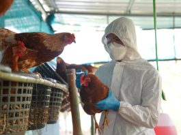 bird flu prevention zone