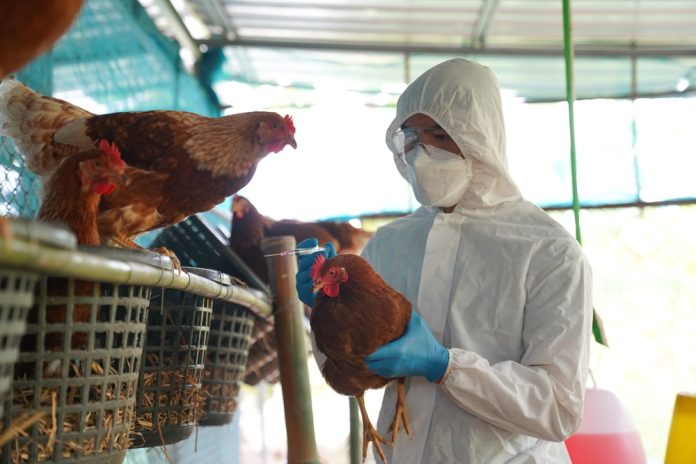 bird flu prevention zone