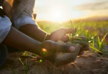 Phages in agriculture: Revolutionising crop protection without harmful chemicals Phages in agriculture: Revolutionising crop protection without harmful chemicals