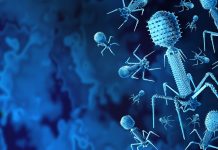 How phage therapy can combat the global AMR crisis phage therapy
