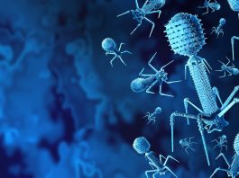 phage therapy