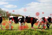 How does bird flu in cattle impact humans? bird flu in cattle