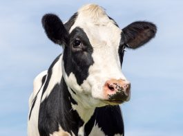 agricultural monitoring