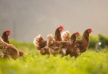 AnimalhealthEurope: Protecting animal health for a better society animal health