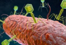 Phage therapies: Nature’s answer to combating superbugs phage therapies