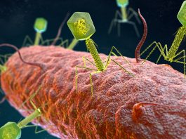 phage therapies