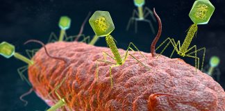 phage therapies