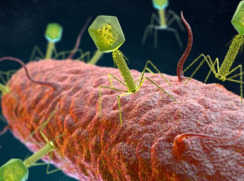 phage therapies