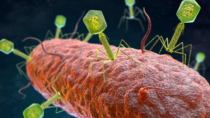 phage therapies