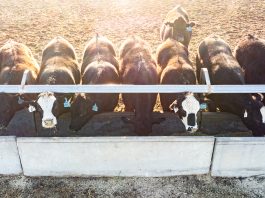 asparagopsis, methane emissions