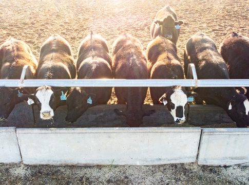 asparagopsis, methane emissions