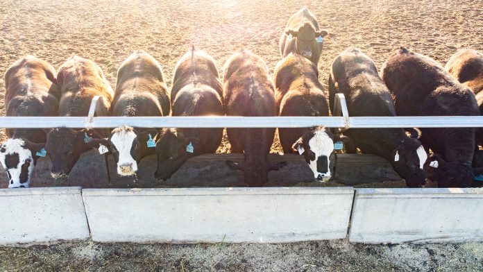 asparagopsis, methane emissions